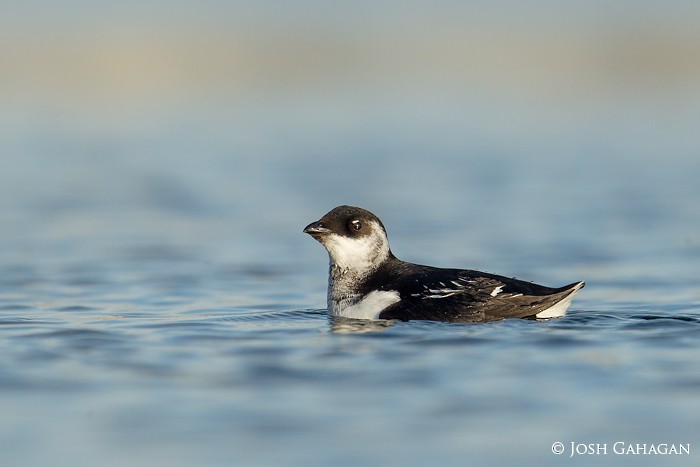 Dovekie - ML83022741