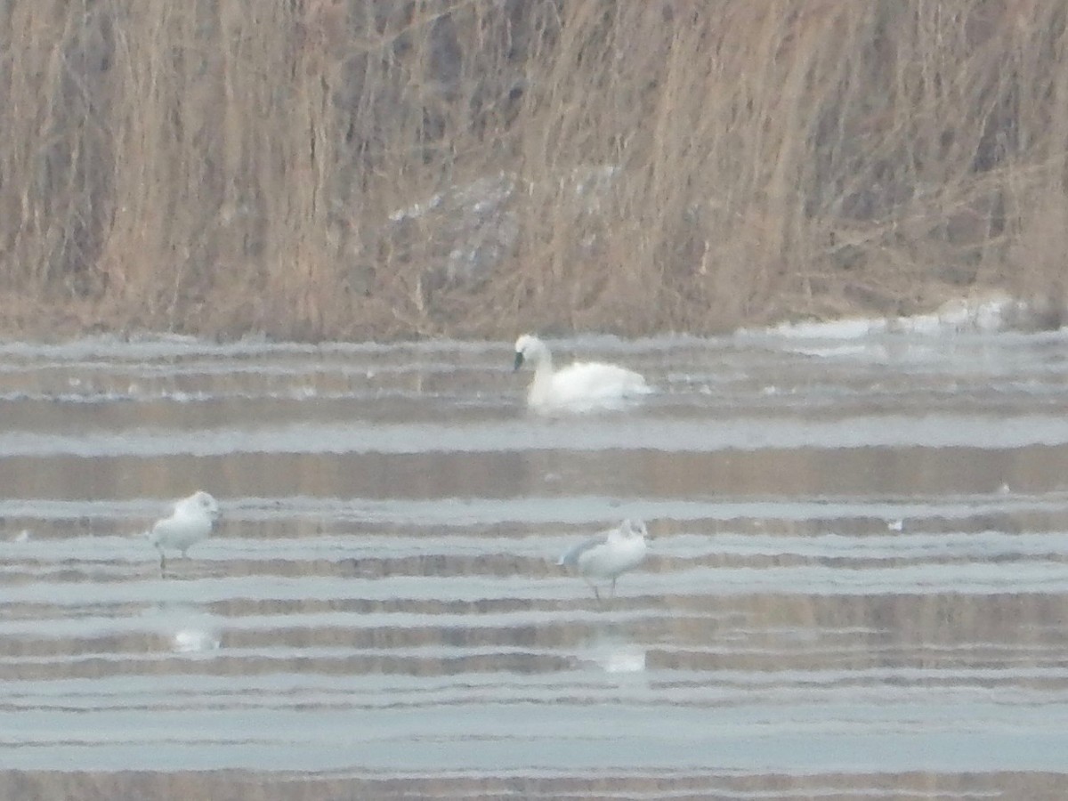 Tundra Swan - ML83023651