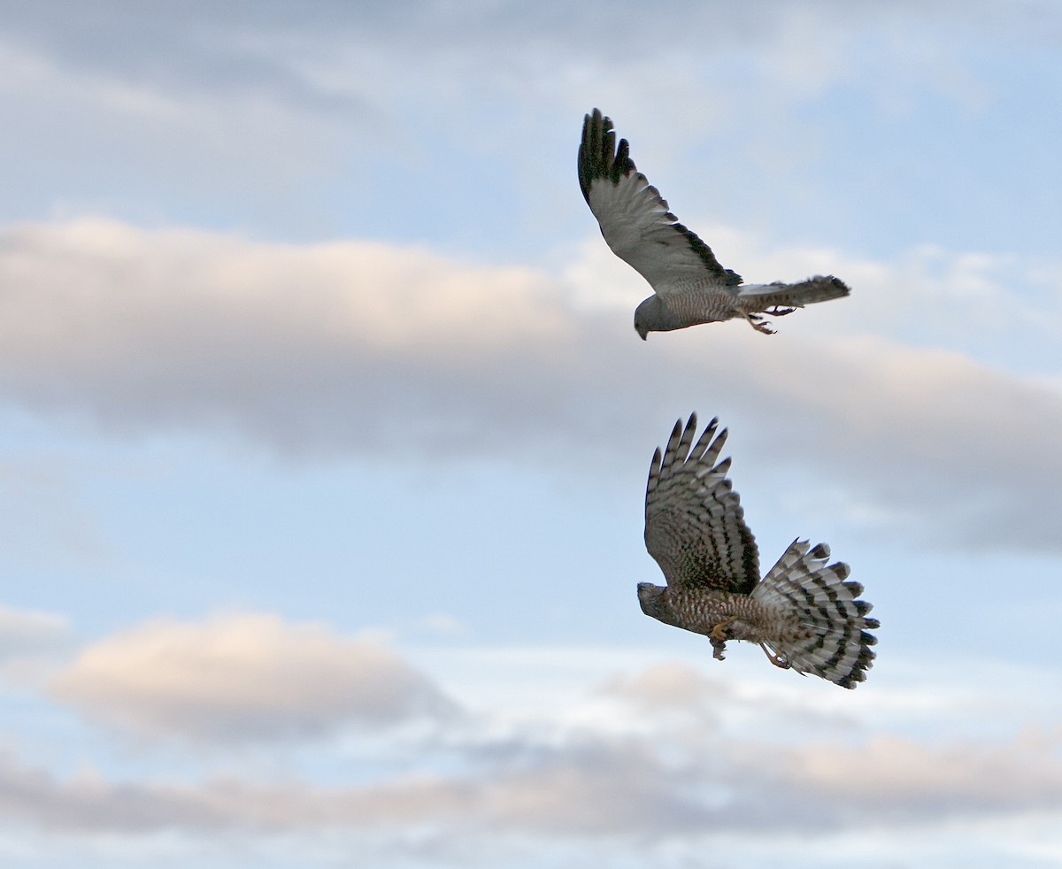 Cinereous Harrier - ML83024091