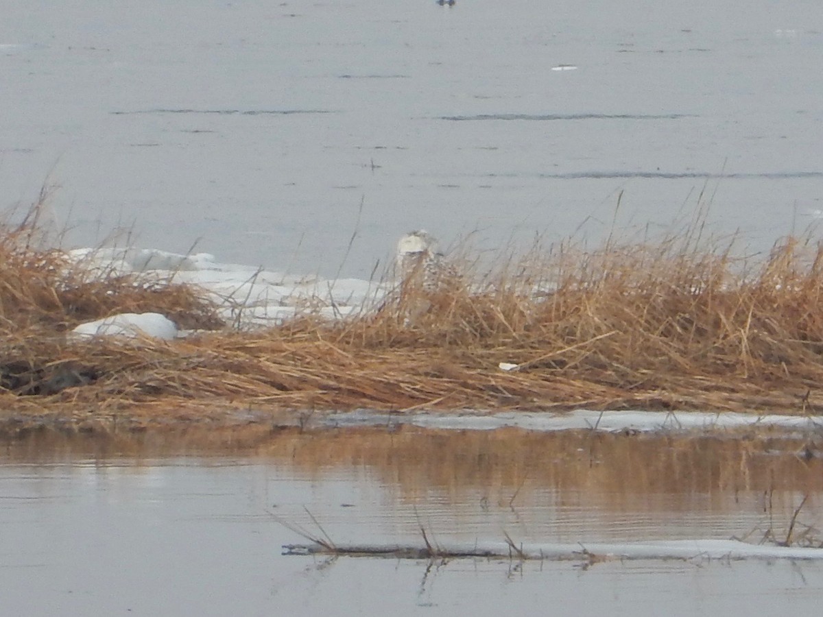 Snowy Owl - ML83024431