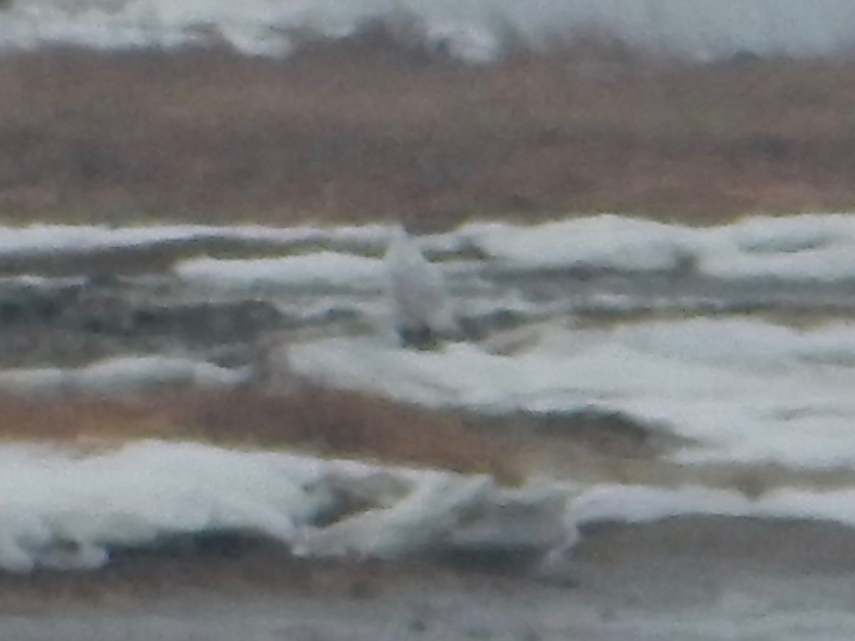 Snowy Owl - ML83024441