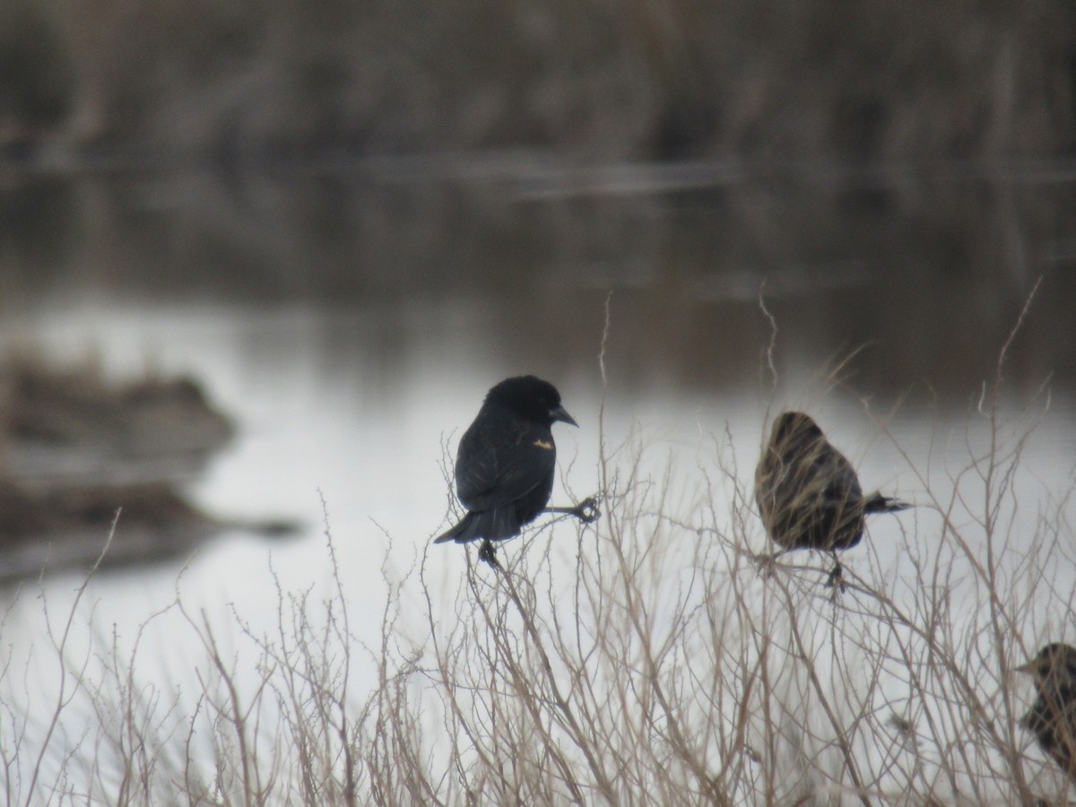 Red-winged Blackbird - ML83024461