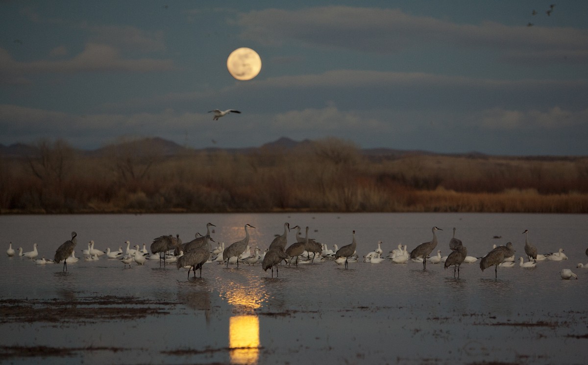 Sandhill Crane - ML83024691