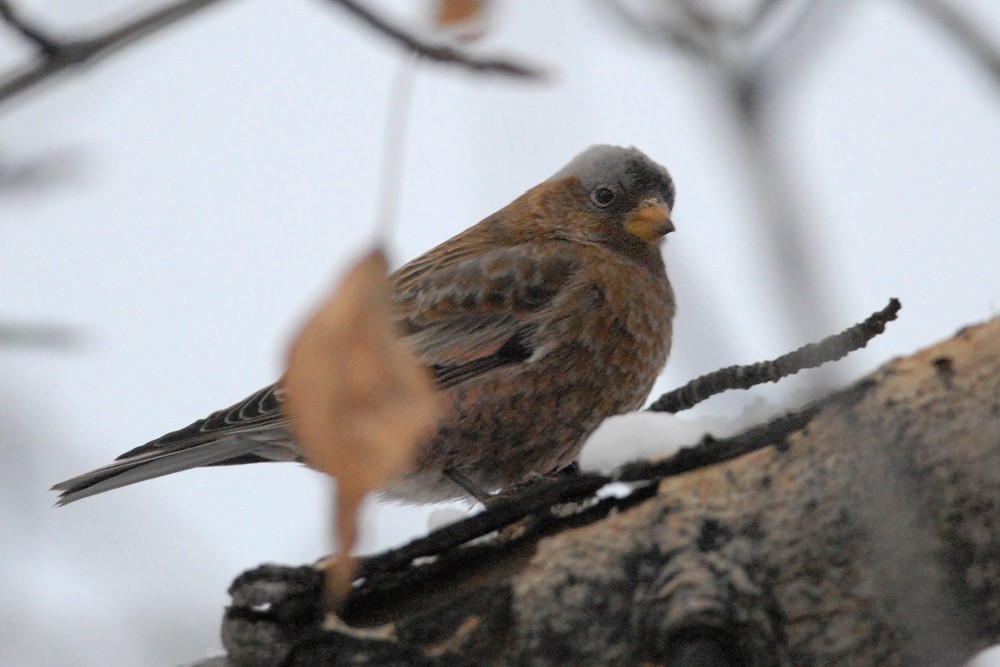 grånakkefjellfink (tephrocotis gr.) - ML83026031