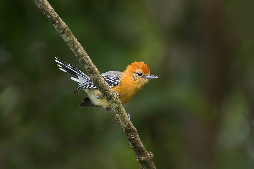 Large-billed Antwren - Marcelo Feliti