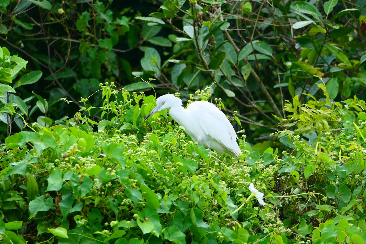 Little Blue Heron - Neil Broekhuizen