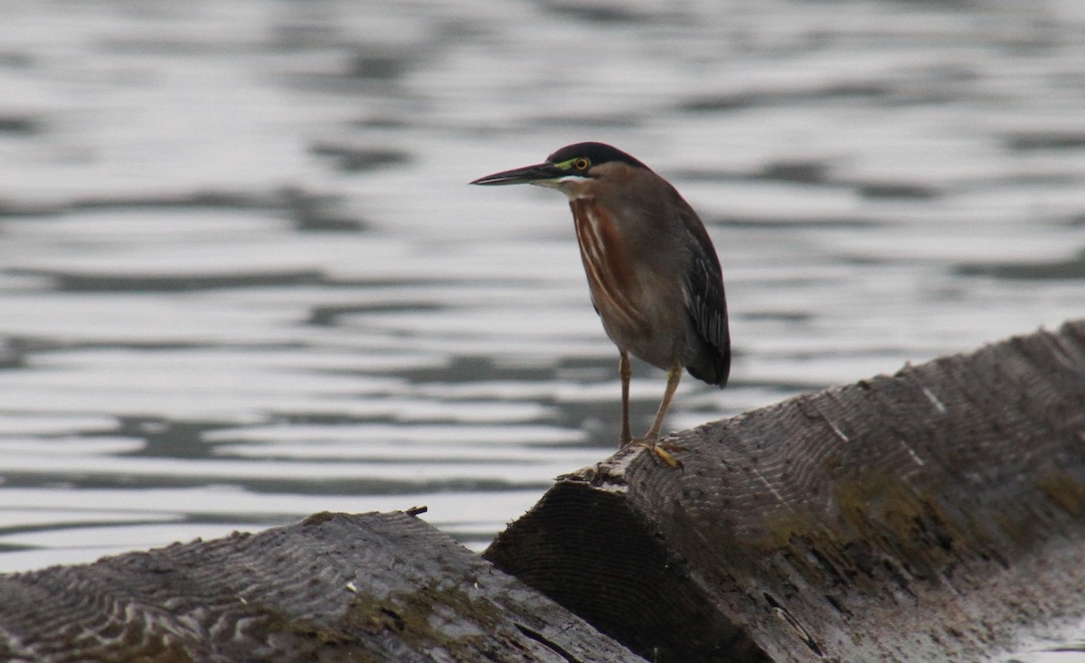 Green Heron - ML83034451