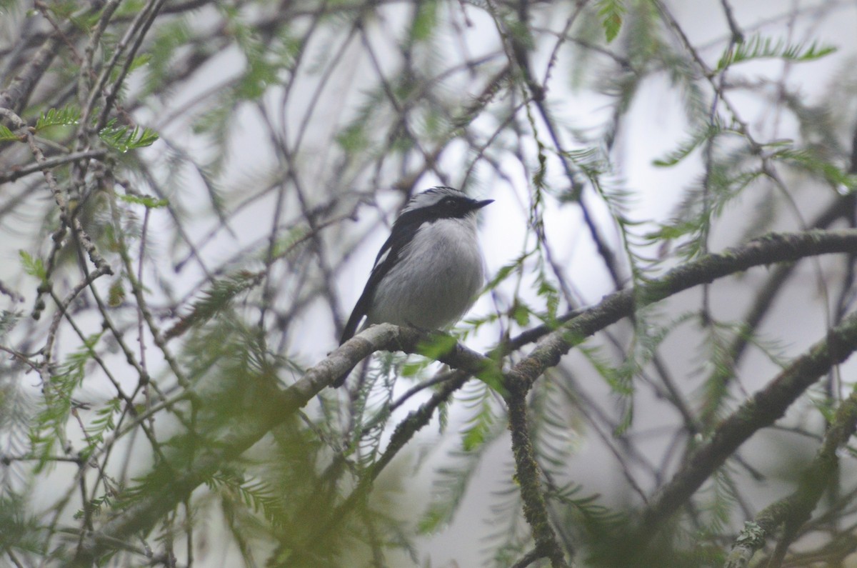 Little Pied Flycatcher - Dirk Tomsa