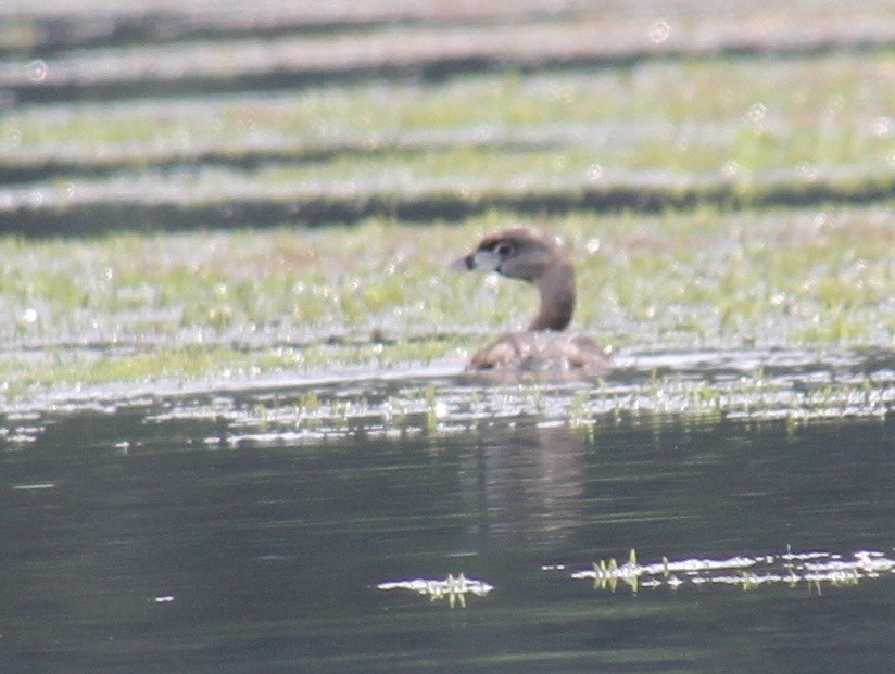 Pied-billed Grebe - ML83036731