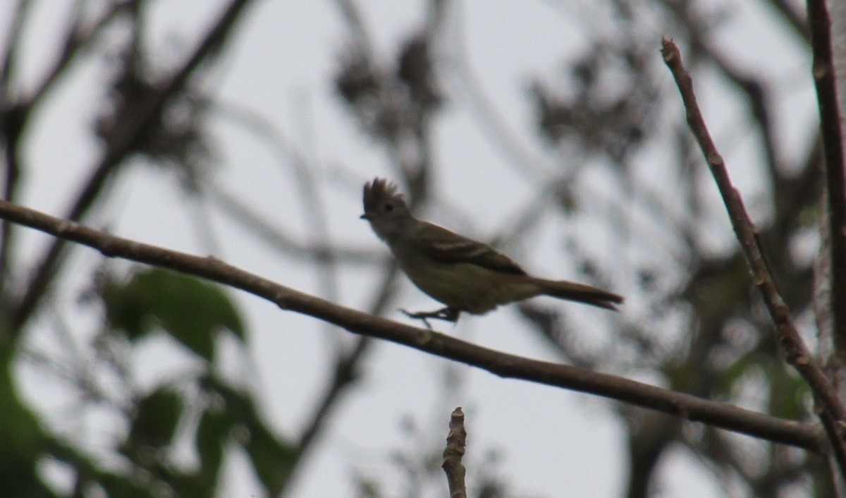 Yellow-bellied Elaenia - ML83037011