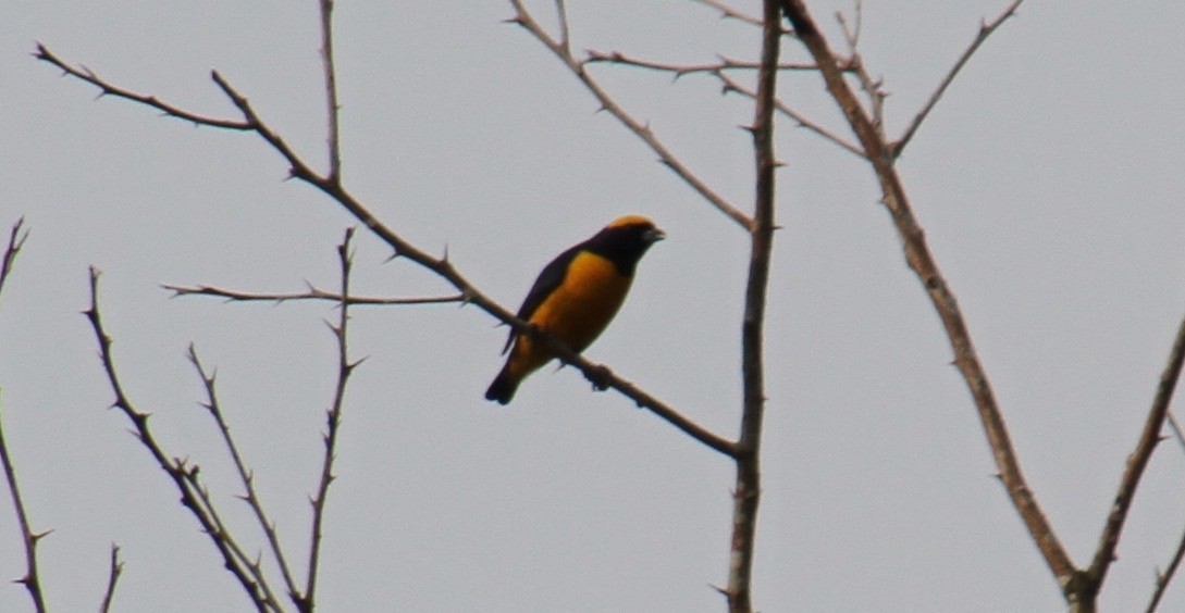 Yellow-crowned Euphonia - ML83037281