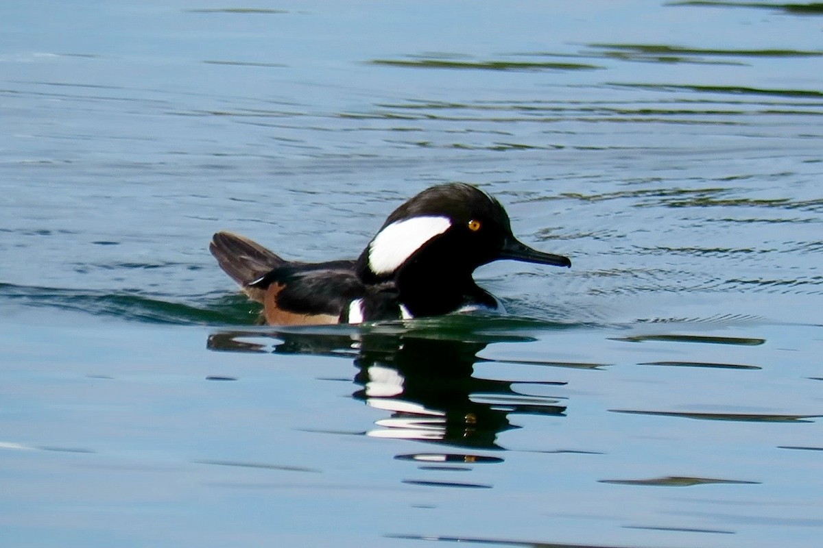 Hooded Merganser - ML83037291