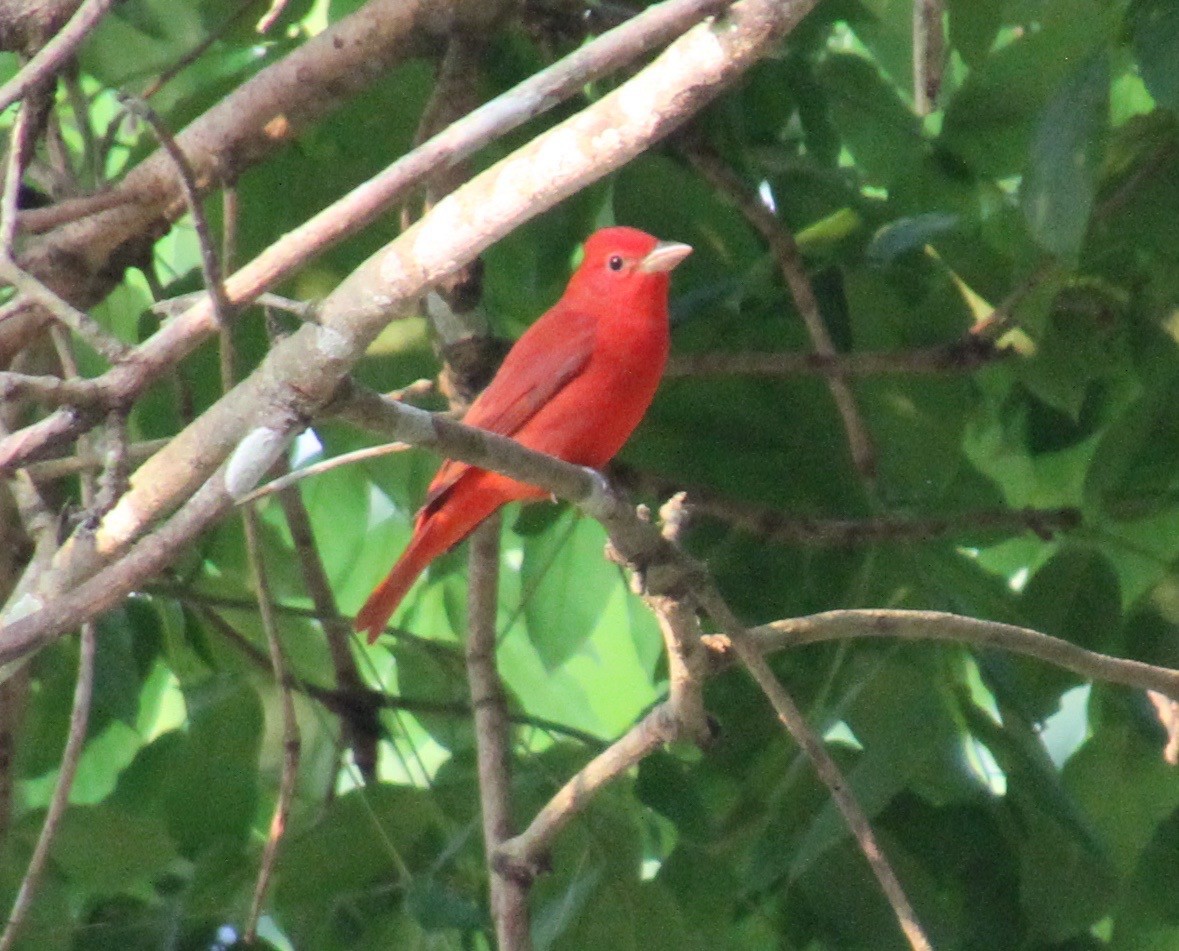 Summer Tanager - ML83037411