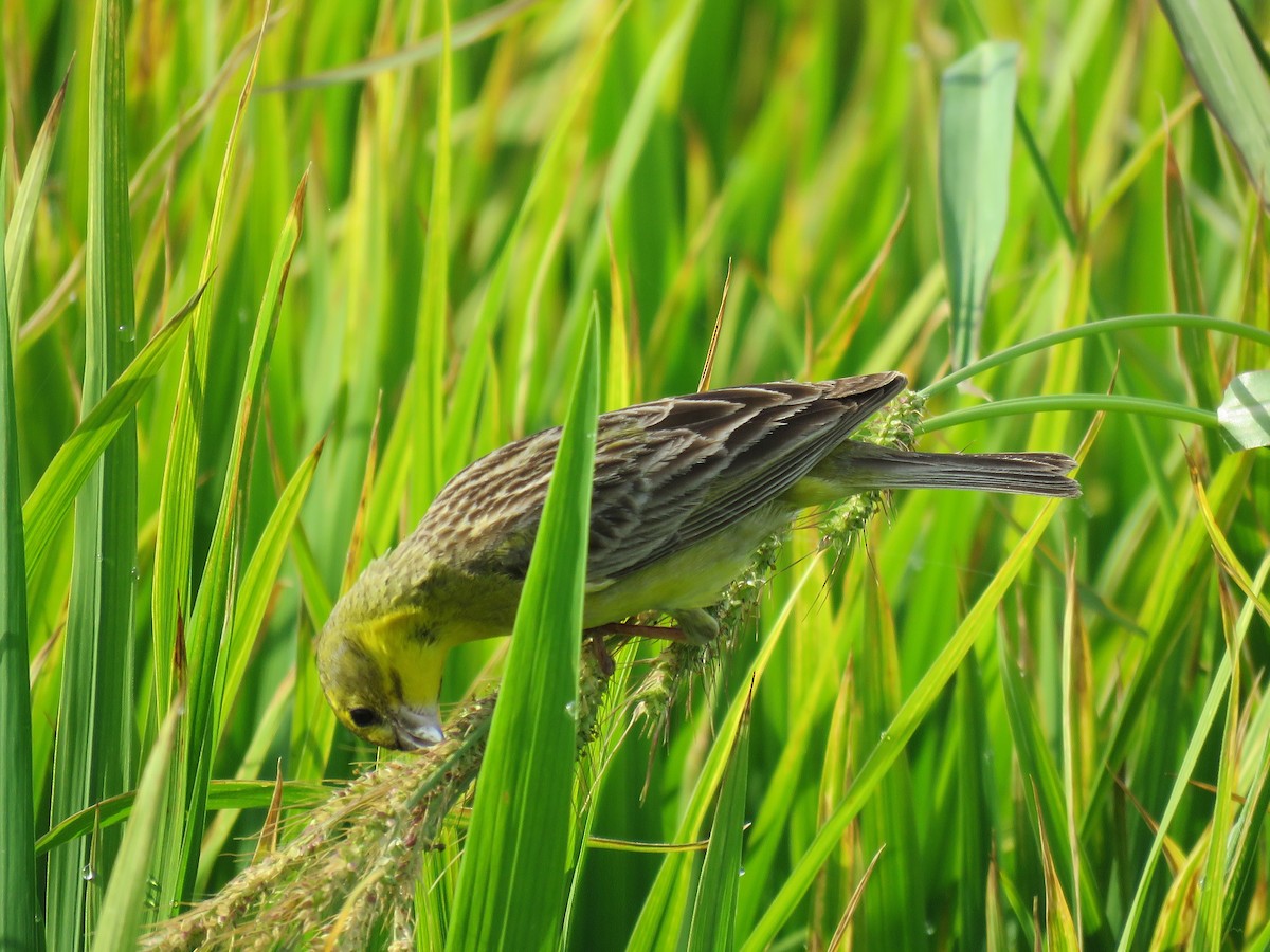 Grassland Yellow-Finch - ML83037661