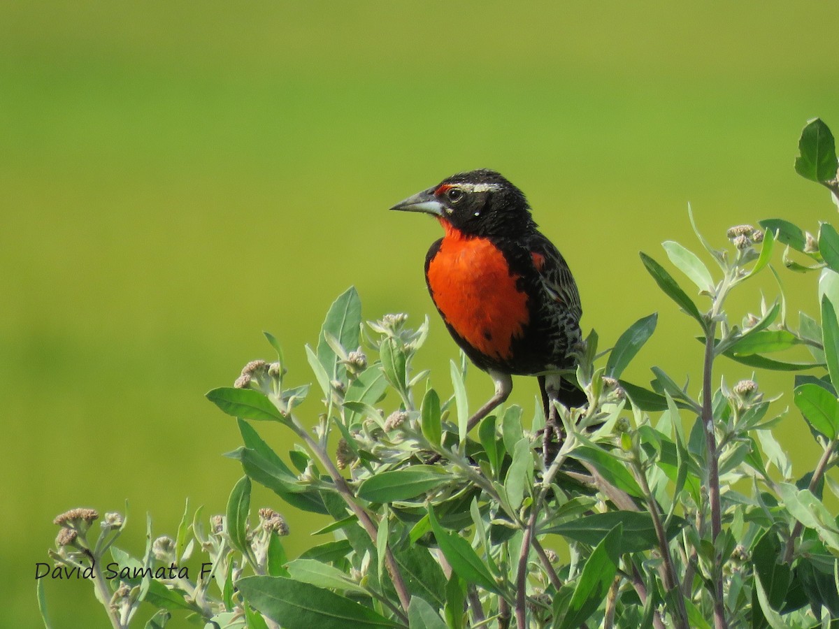 Peruvian Meadowlark - ML83037681