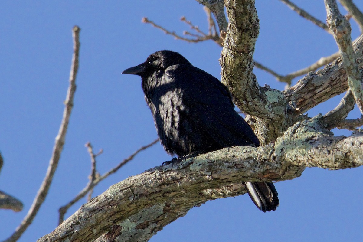 Fish Crow - Ann Van Sant