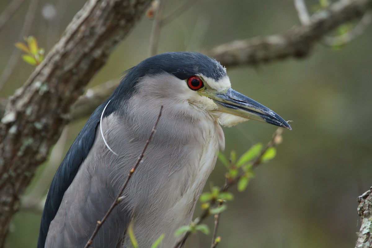 Black-crowned Night Heron (American) - ML83038351