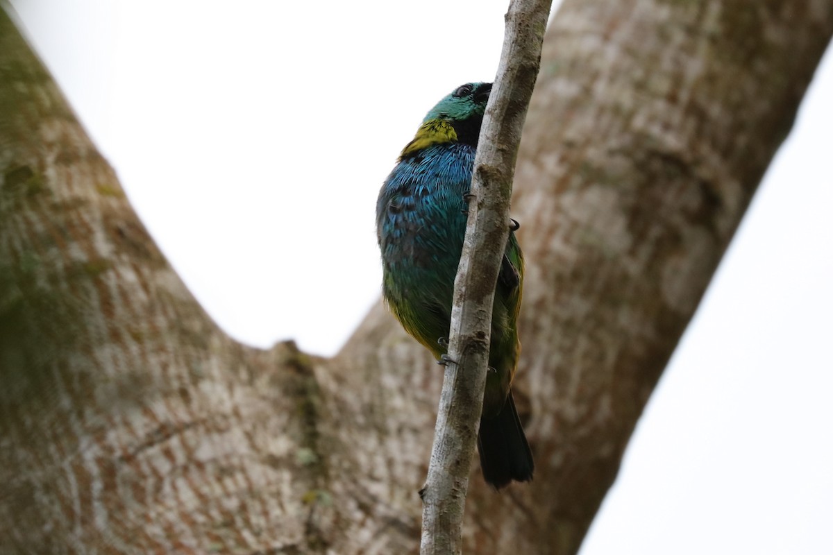 Green-headed Tanager - John Bruin