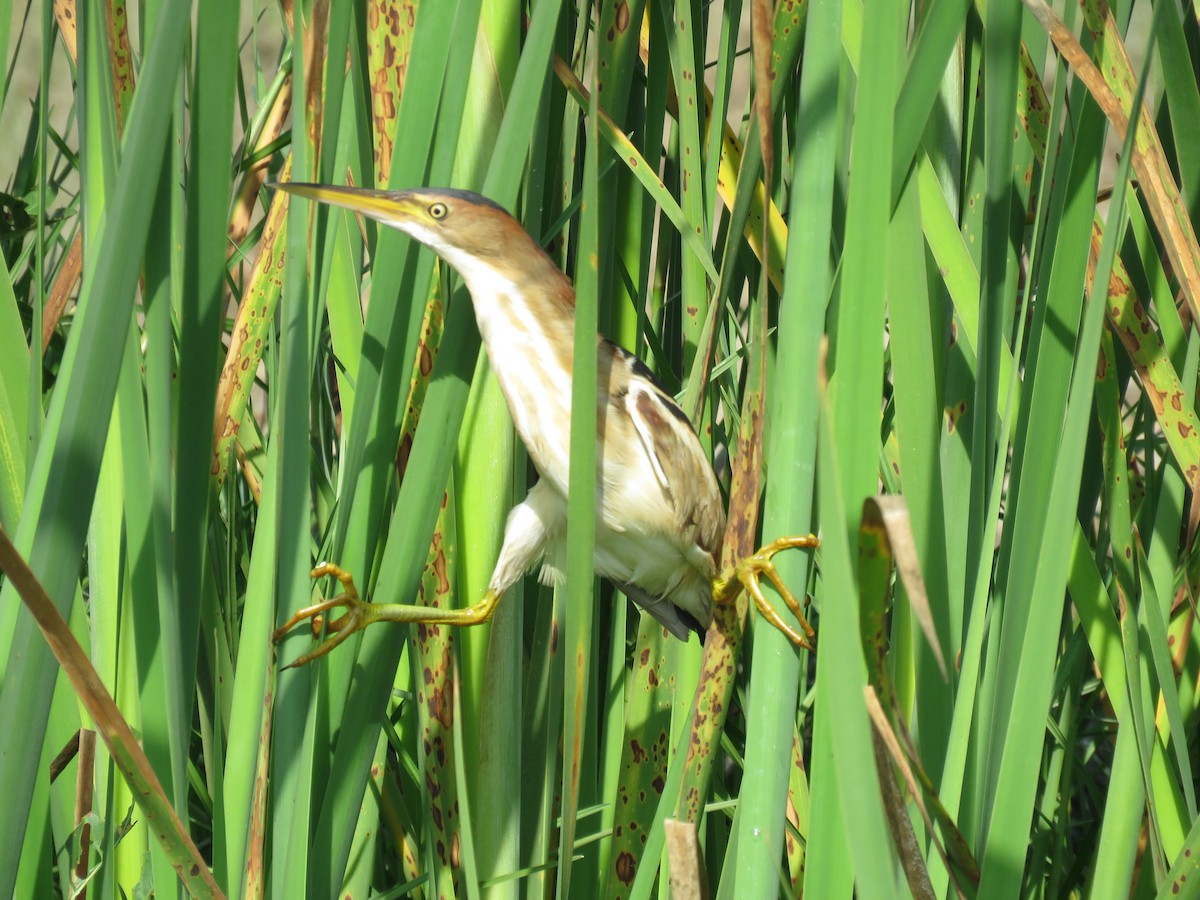 Least Bittern - ML83038471