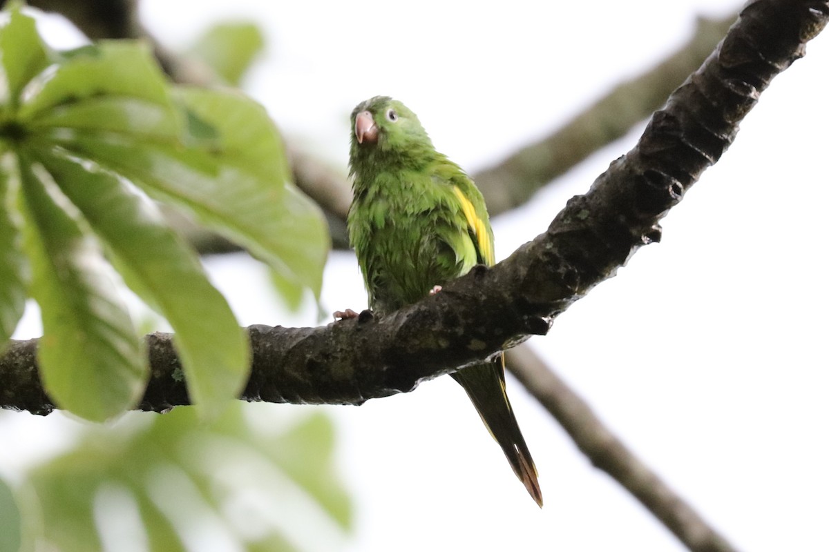 Yellow-chevroned Parakeet - John Bruin