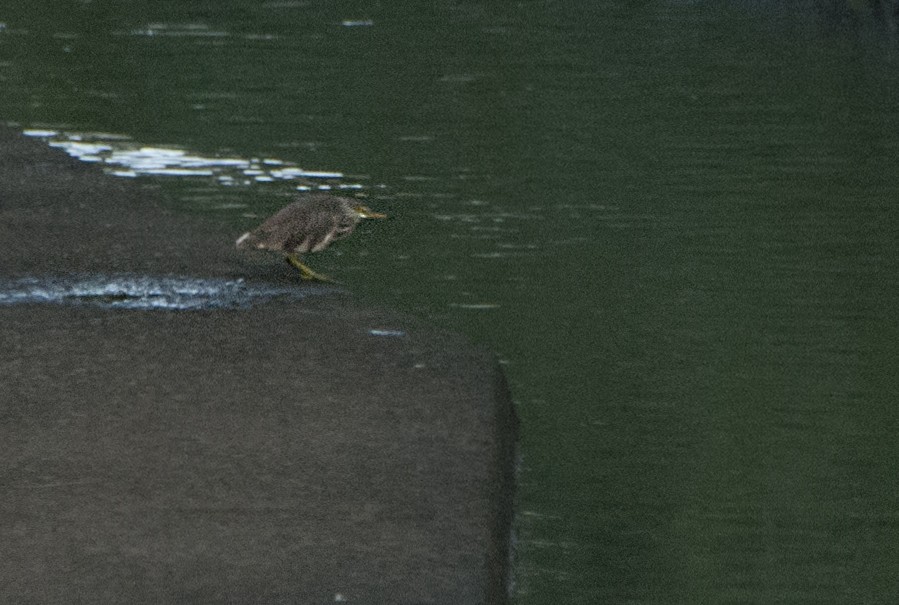 Chinese Pond-Heron - ML83040701