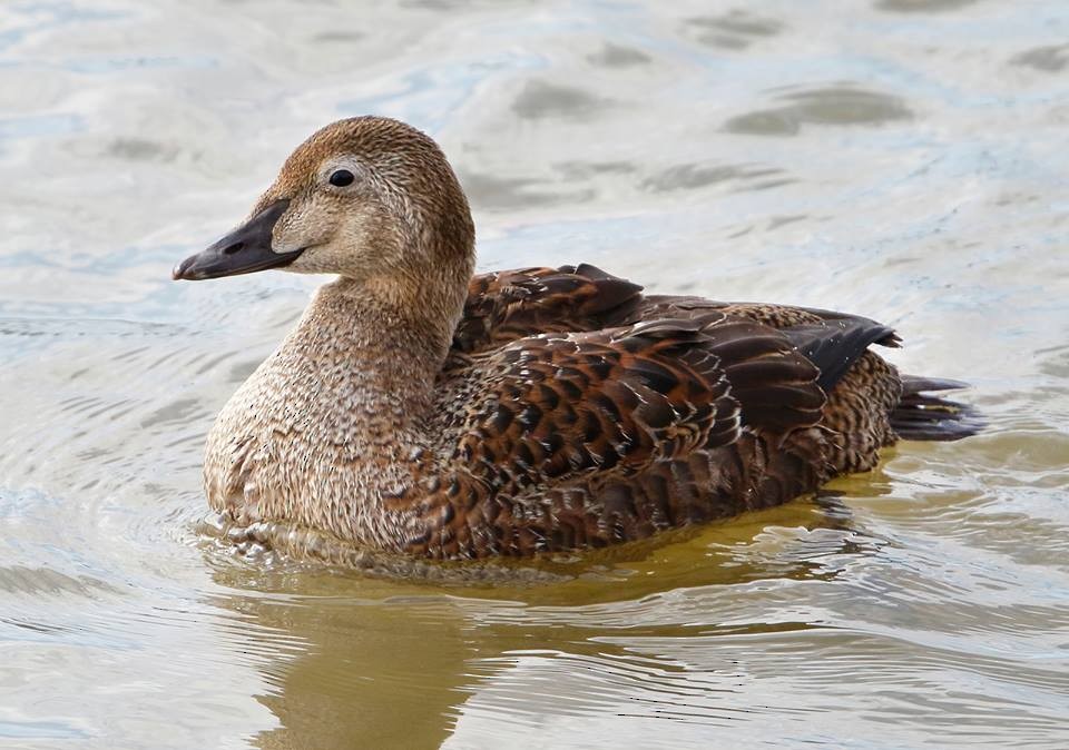 King Eider - ML83043071