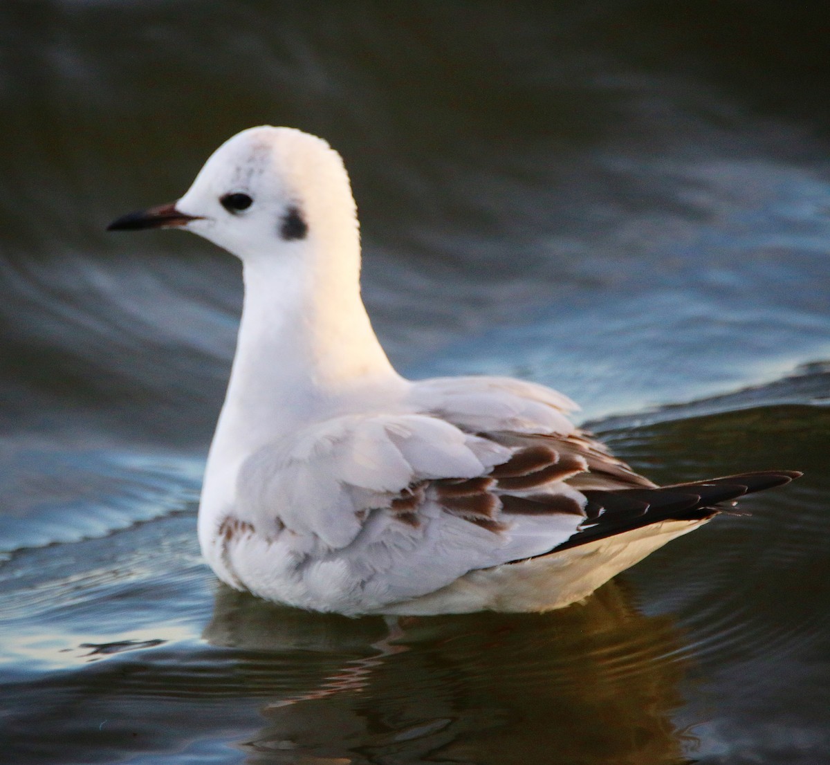 Bonaparte's Gull - ML83043941