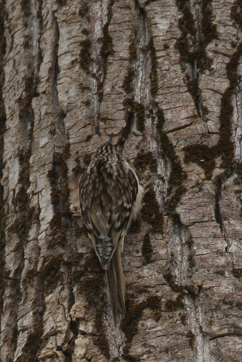 Brown Creeper - ML83044341