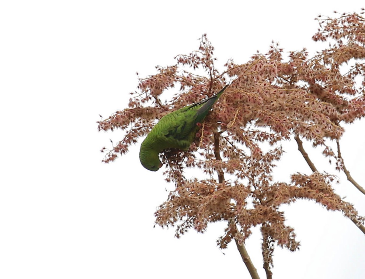 Barred Parakeet - ML83046271