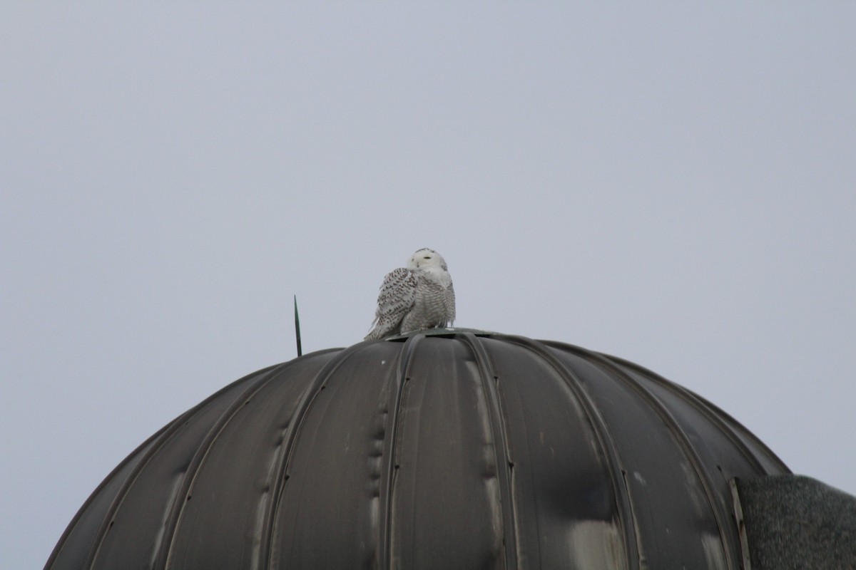 Snowy Owl - ML83047101