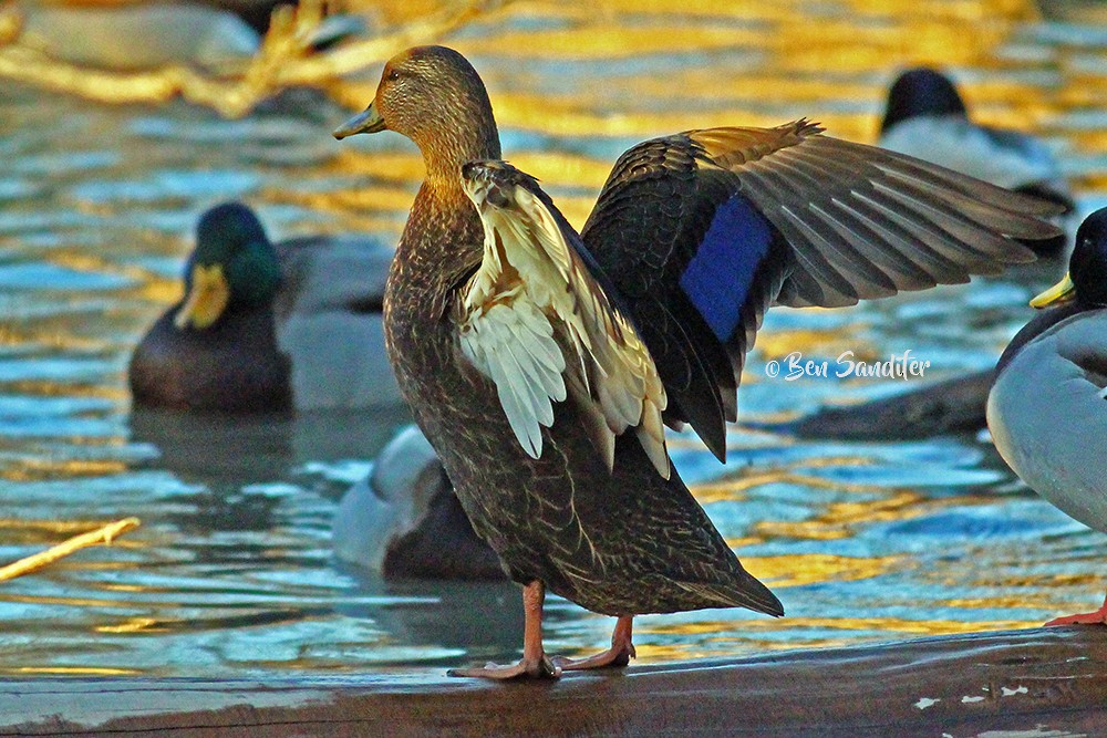 American Black Duck - ML83048381