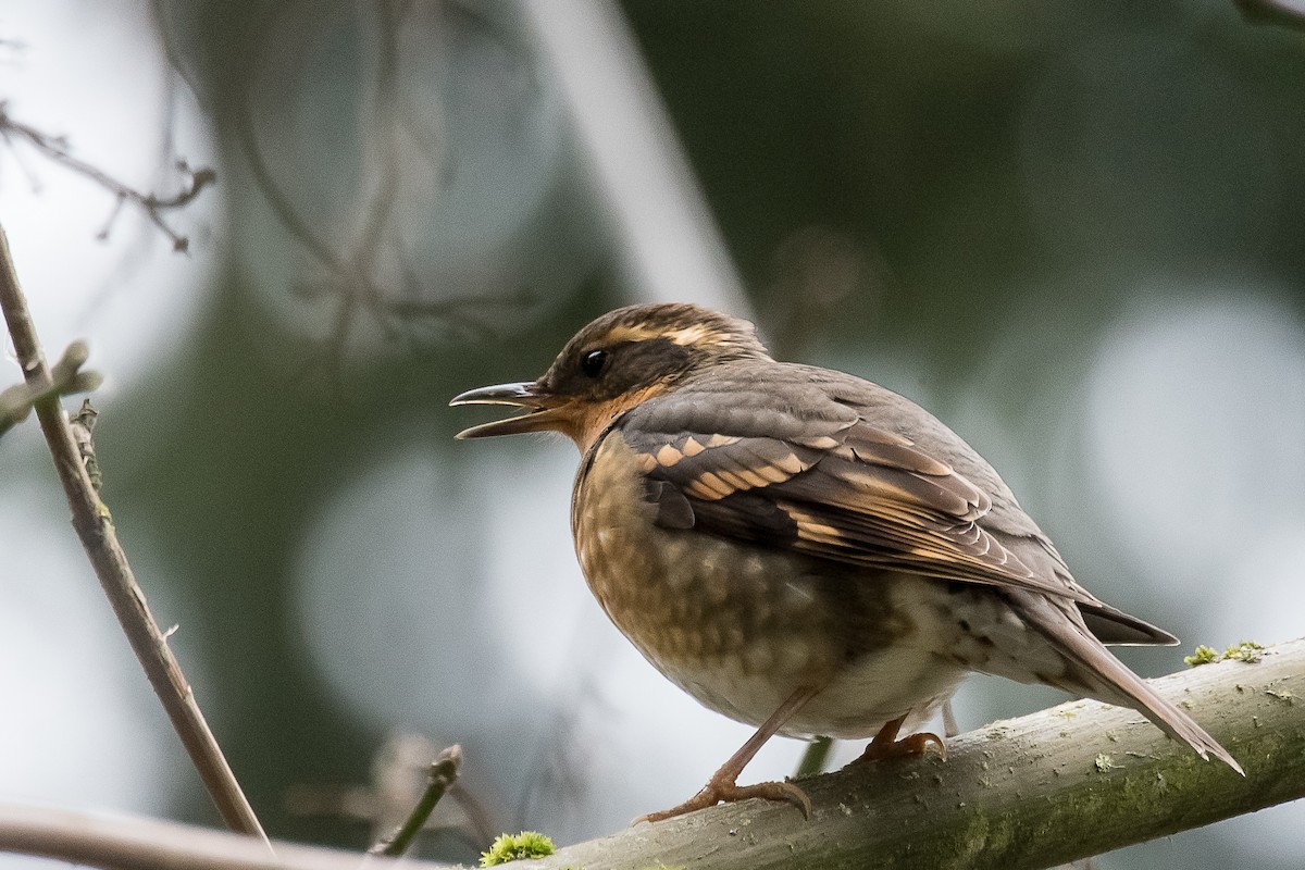 Varied Thrush - ML83049511