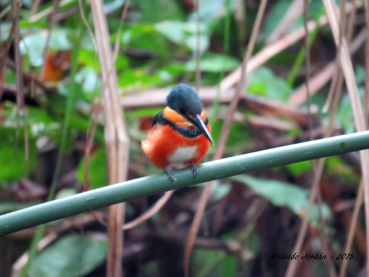 American Pygmy Kingfisher - ML83051781