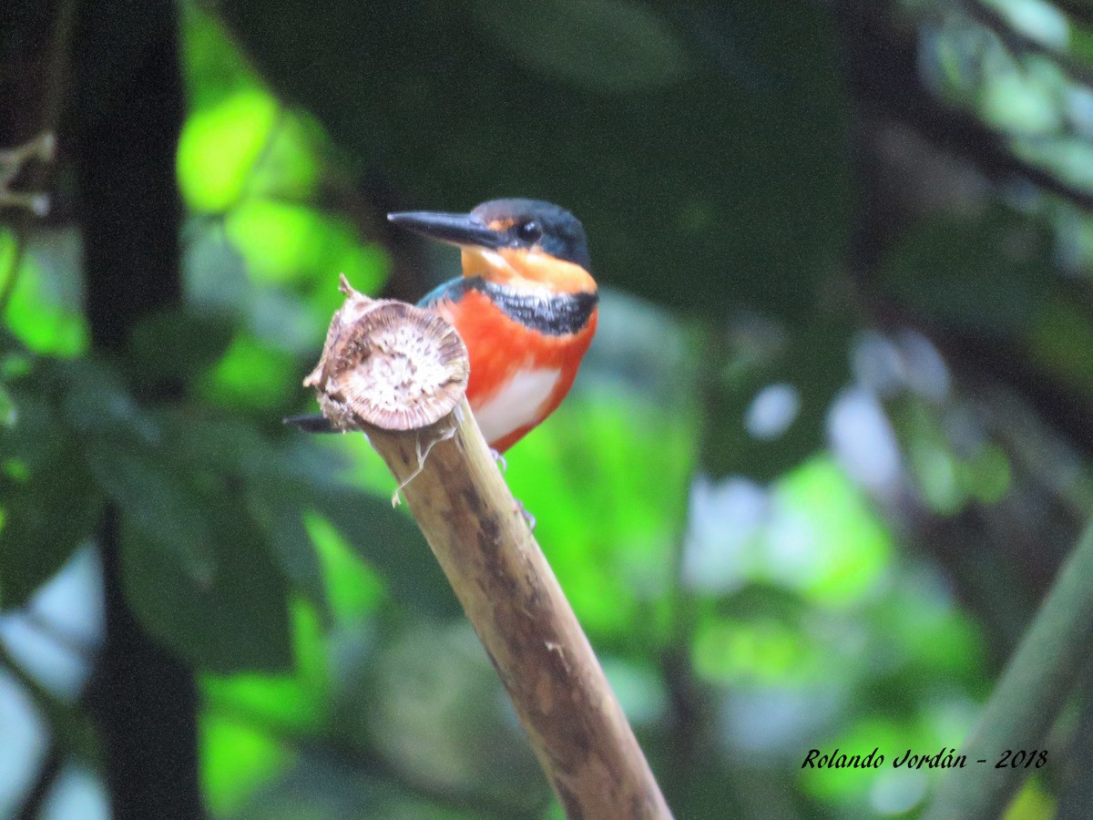 American Pygmy Kingfisher - ML83051801