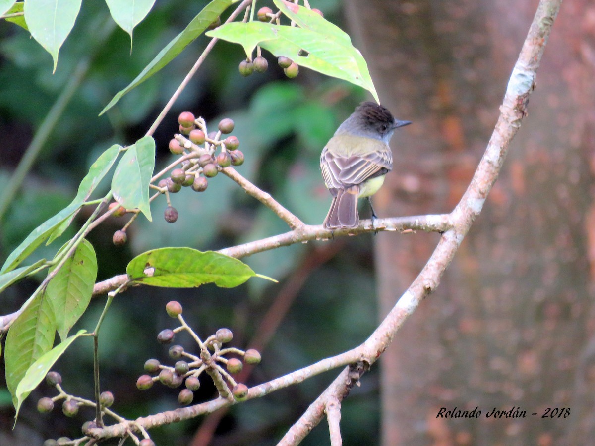 Dusky-capped Flycatcher - Rolando Jordan