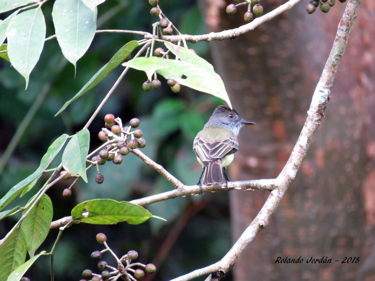 Dusky-capped Flycatcher - Rolando Jordan