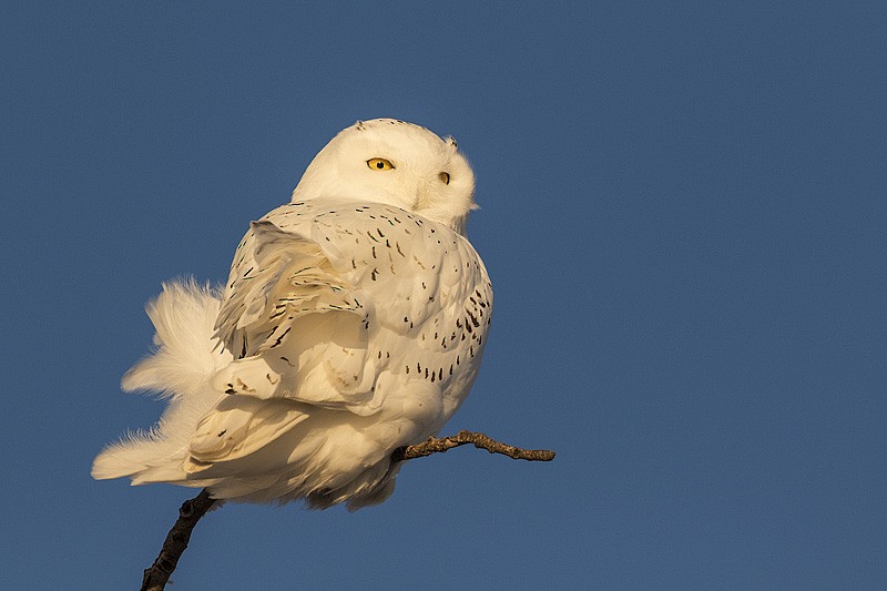 Snowy Owl - Gerald Romanchuk