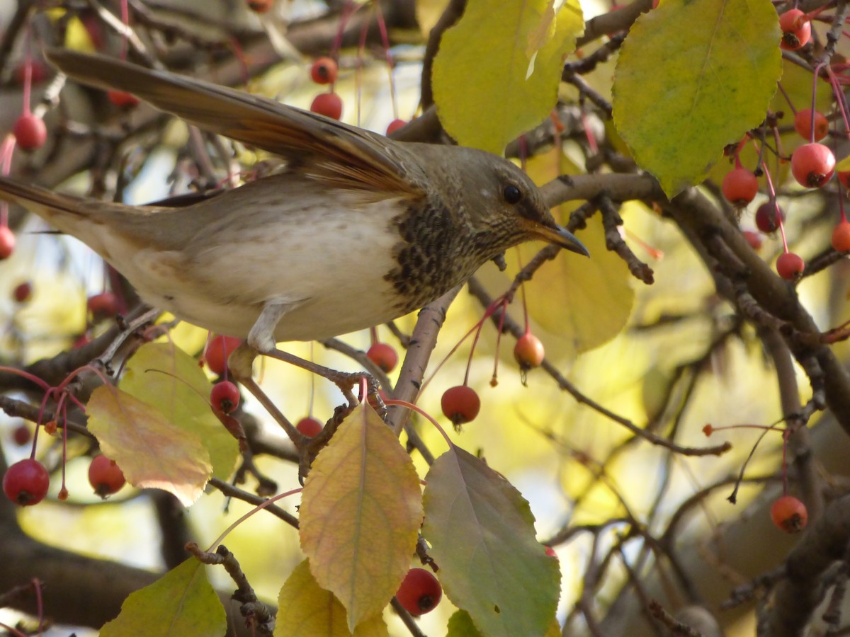 Black-throated Thrush - ML83055781