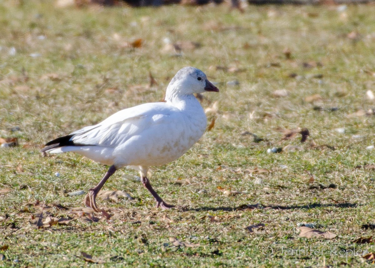 Ross's Goose - Jennifer Kepler