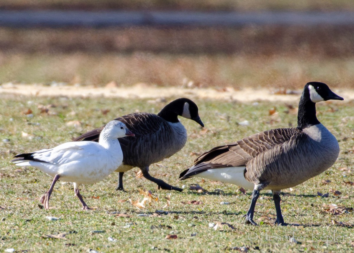 Ross's Goose - Jennifer Kepler