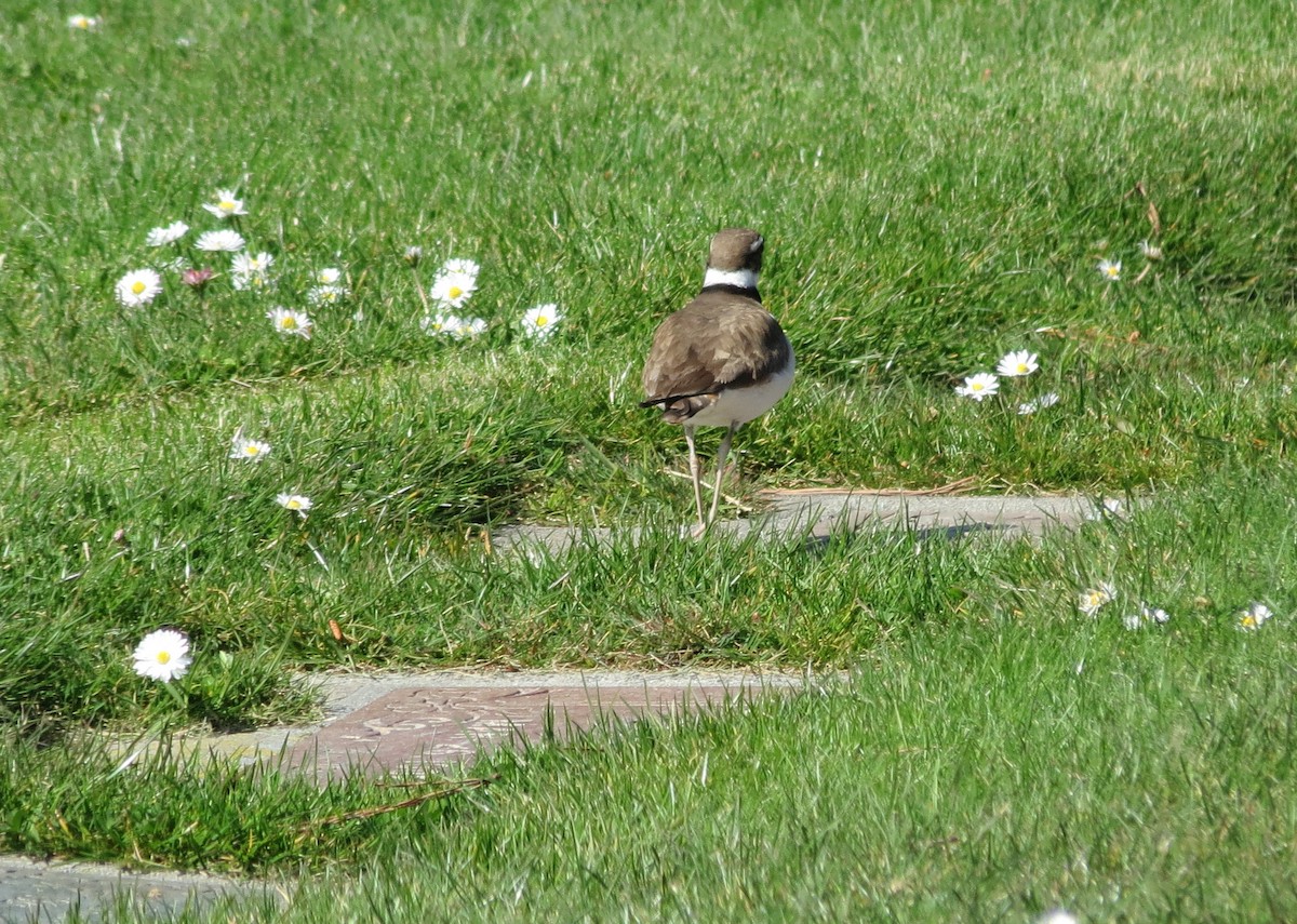 Killdeer - ML83057701
