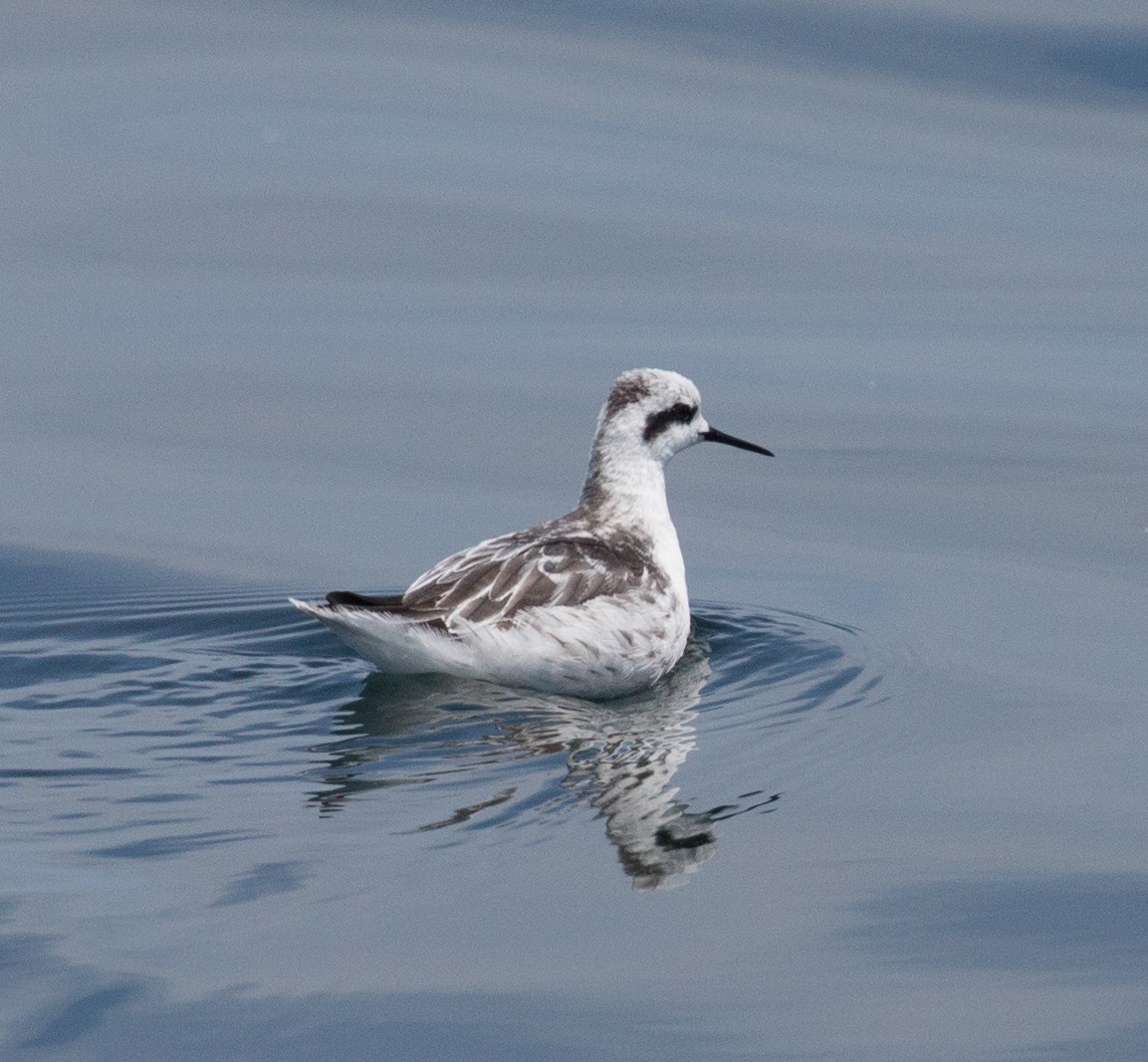 Red-necked Phalarope - ML83058511