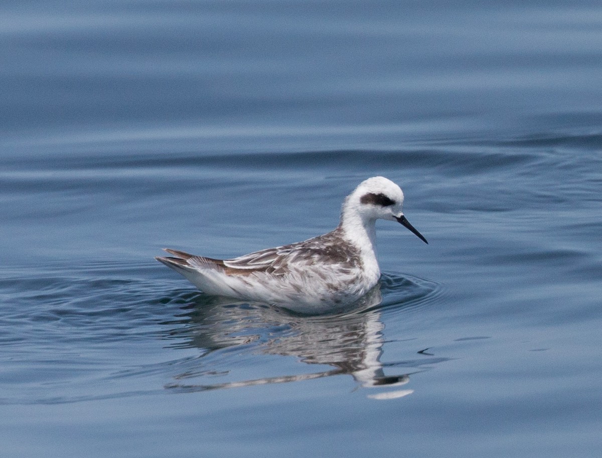 Red-necked Phalarope - ML83058521