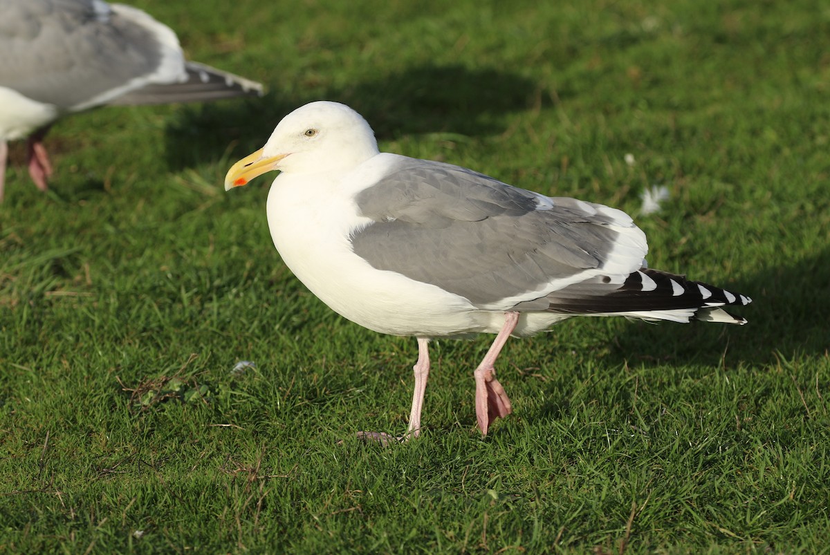 Western Gull - ML83058621