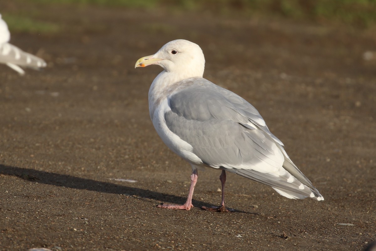 Glaucous-winged Gull - ML83058851