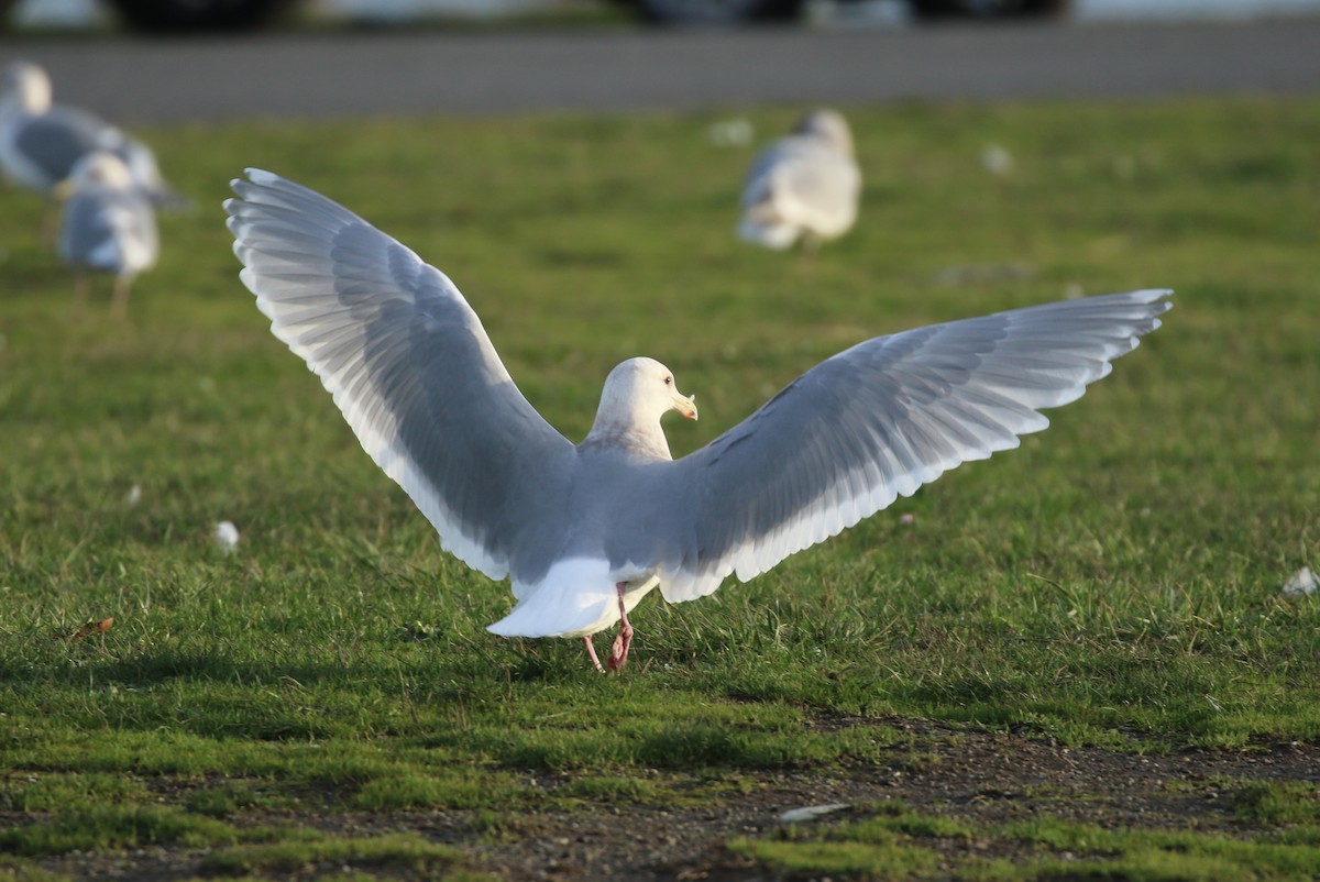 Glaucous-winged Gull - ML83058861