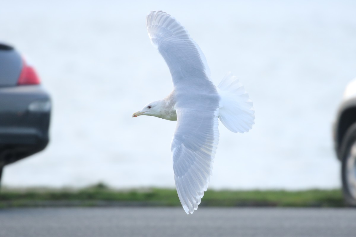 Glaucous-winged Gull - ML83058881