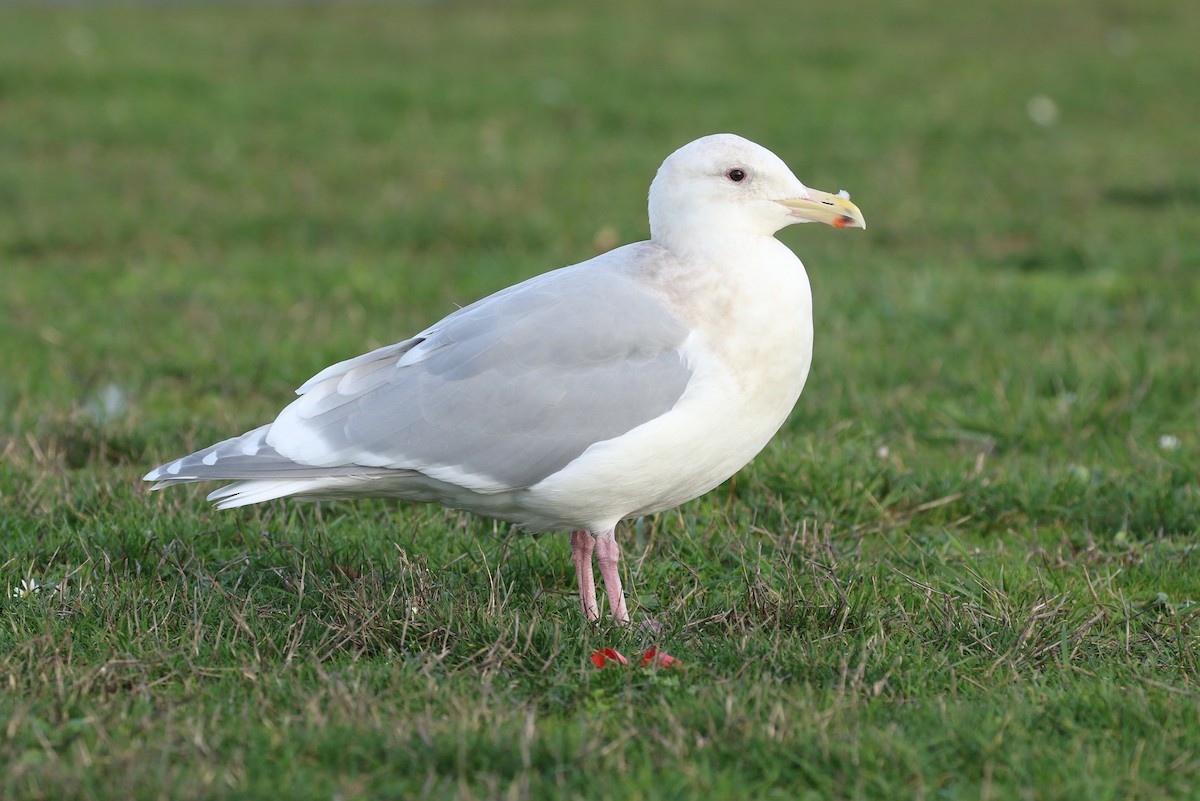 Glaucous-winged Gull - Liam Singh