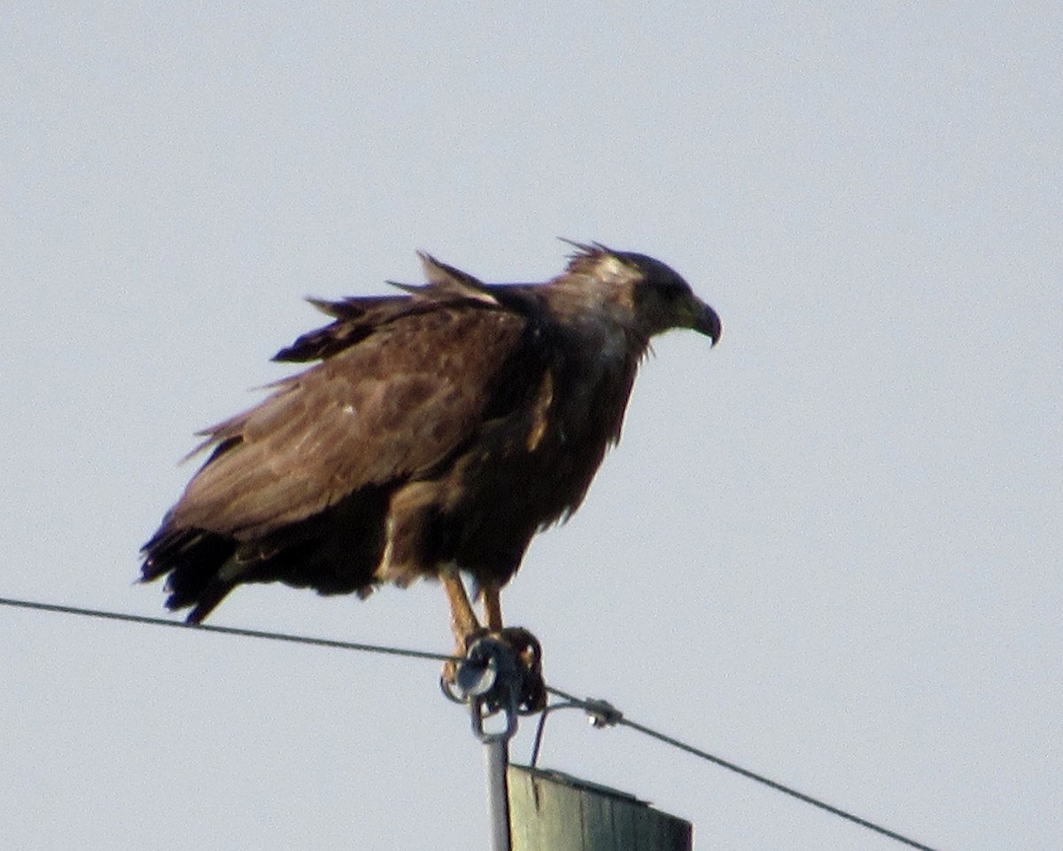 Chaco Eagle - samuel olivieri bornand