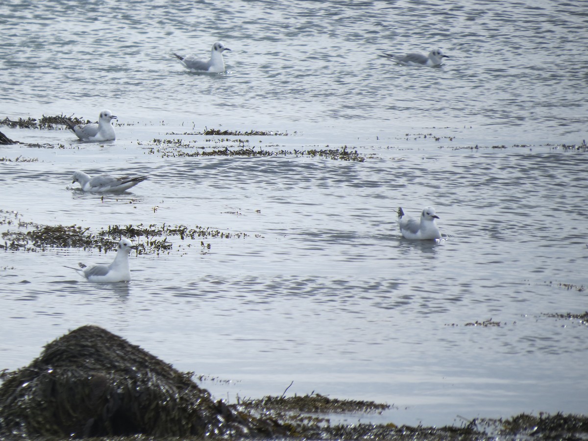 Mouette de Bonaparte - ML83060431